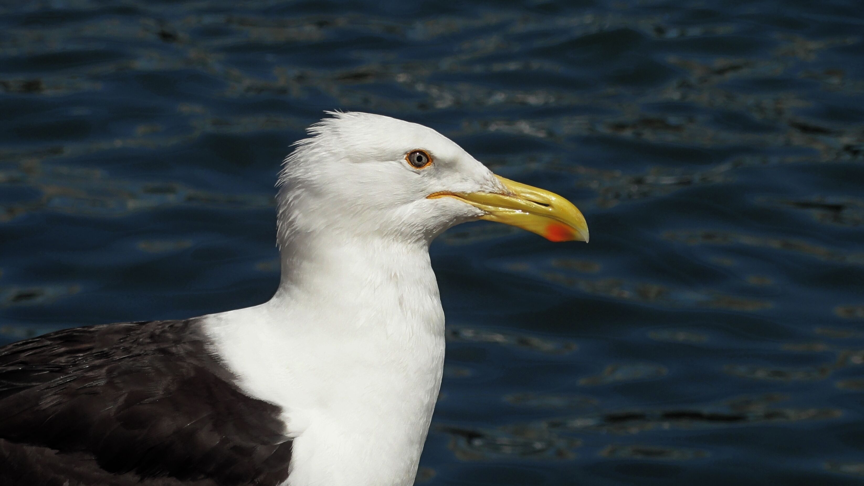 #puntadeleste #uruguay #Nature

Em frente ao Iate Clube Punta del Este existe uma área reservada aos barcos de pescadores. É nesta área que se encontram leões marinhos e gaivotas que se alimentam dos restos de peixe jogados ao mar pelos pescadores. É um espetáculo imperdível.

In front of the Yacht Club Punta del Este there is an area reserved for fishing boats. It is in this area that are sea lions and seagulls that feed on the remains of fish thrown to the sea by fishermen. It is a must see.