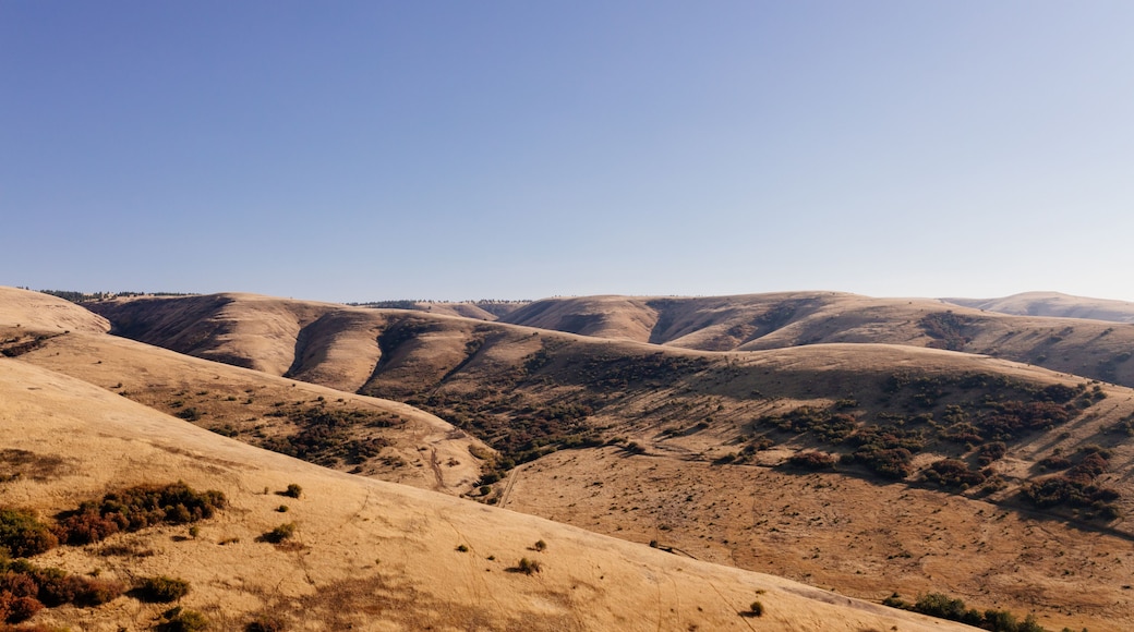 Beautiful autumn landscape with meadows and a road from a bird's eye view. Nature in Oregon in fall. Panorama. Pendleton, Oregon, USA