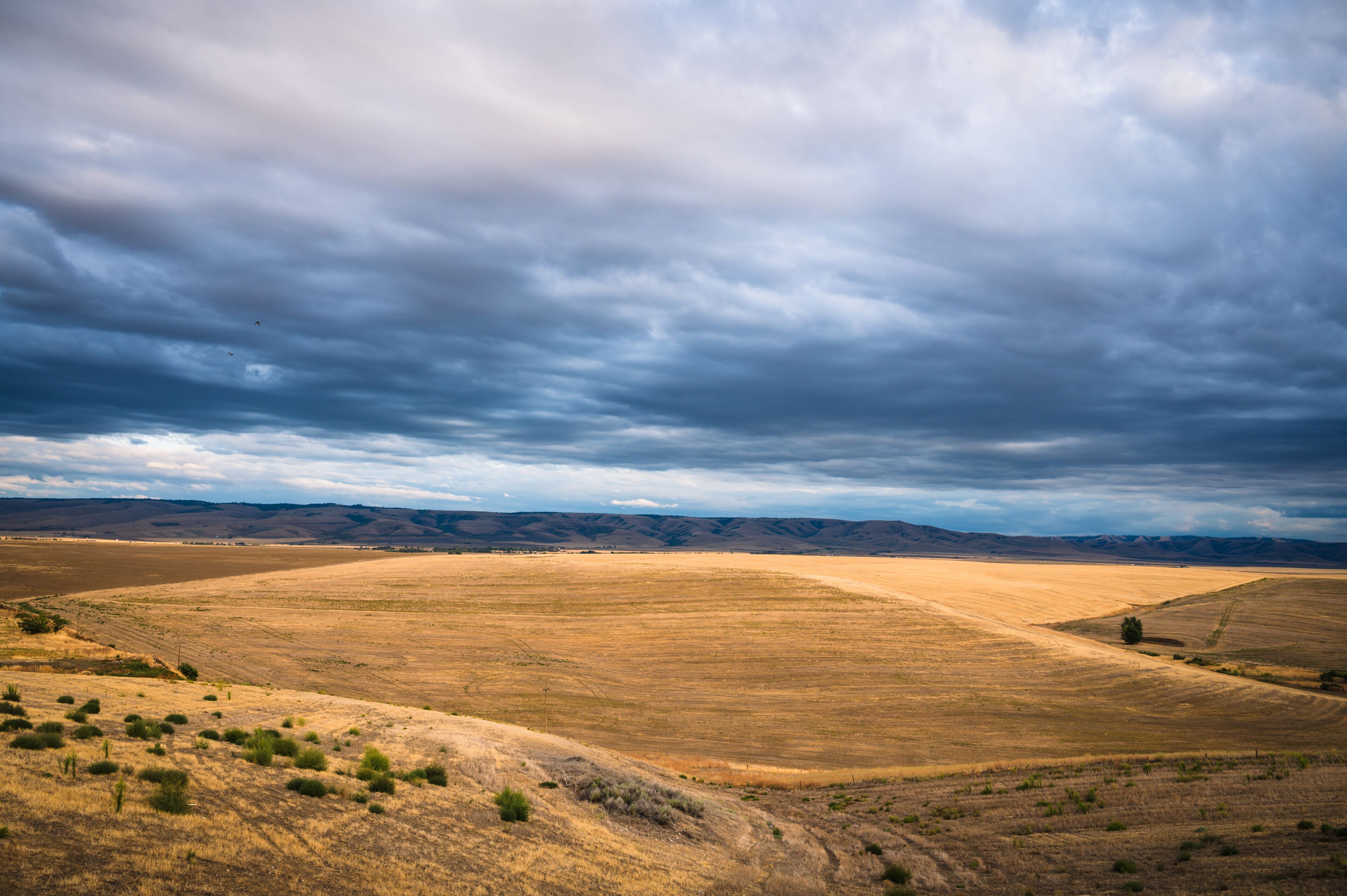 Sunset over Wheat fields with yellow wheat and dark blue sky, in Eastern Oregon. USA.