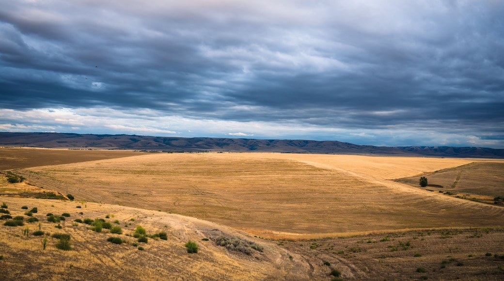 Sunset over Wheat fields with yellow wheat and dark blue sky, in Eastern Oregon. USA.
