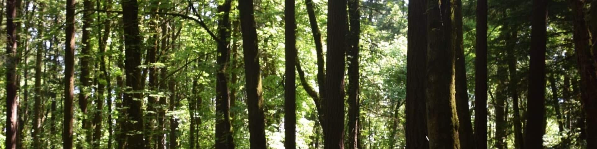 A forested trail with tall trees and a wooden fence.