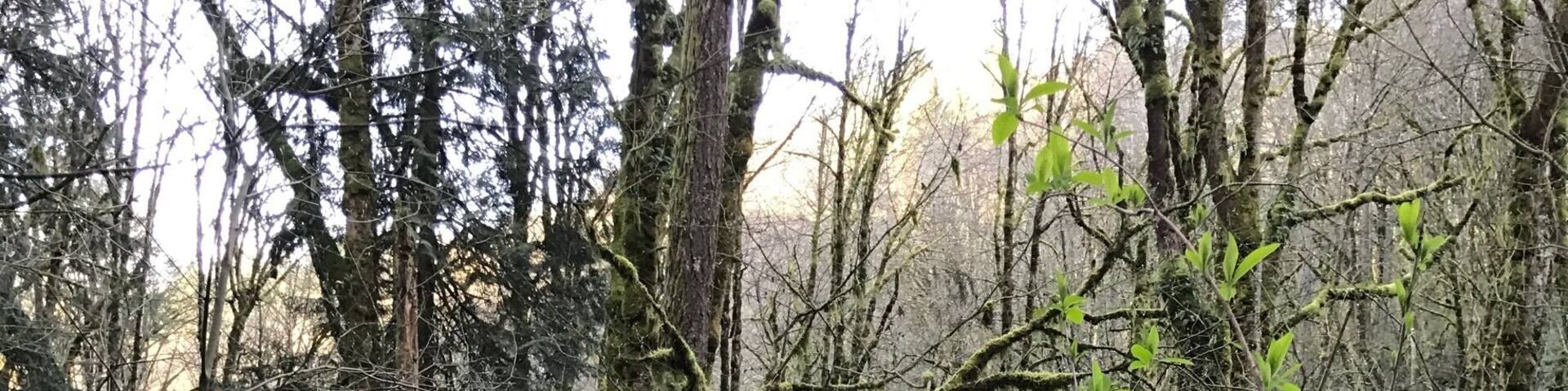 What a beautiful day to go hiking in the woods. It may have been blue skies but the hiking was very muddy from all the rain! #green