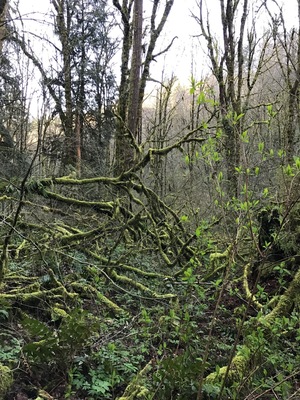 What a beautiful day to go hiking in the woods. It may have been blue skies but the hiking was very muddy from all the rain! #green