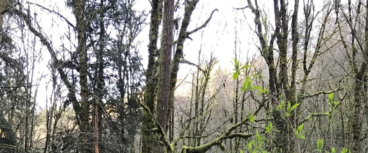 A dense forest with moss-covered trees and tangled branches.