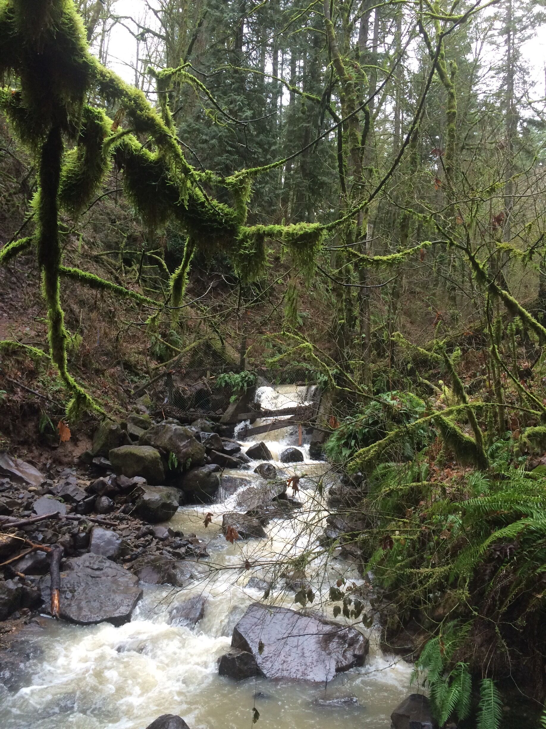 Forest Park on Wildwood Trail to The Stone House (Witch's Castle), lower Macleay Park.