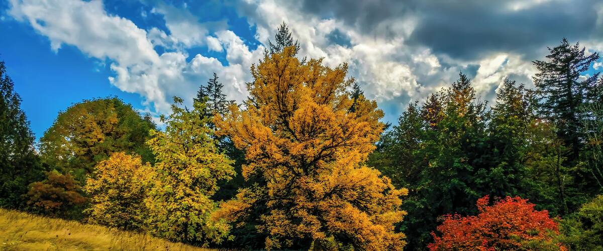 Red, orange, and #golden fall colors are in full effect in the arboretum. Minimal parking fees, cheerful volunteers, and dog-friendly trails make for a fun outing!