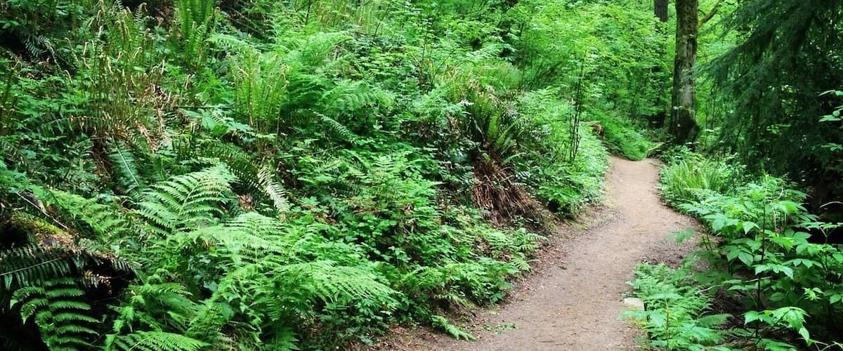 over the river and through the woods