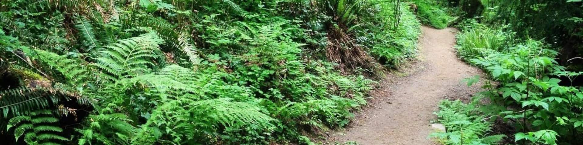 over the river and through the woods