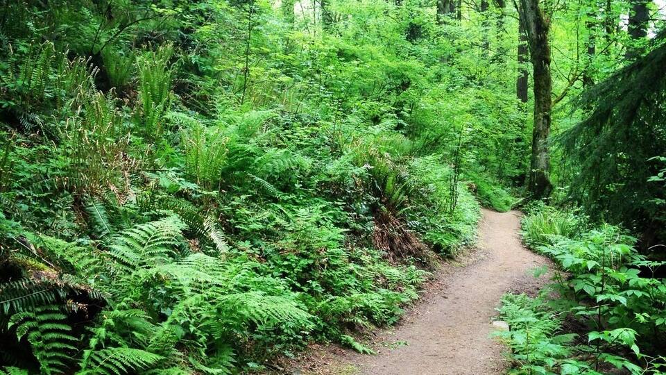 A forested path surrounded by dense ferns and trees.