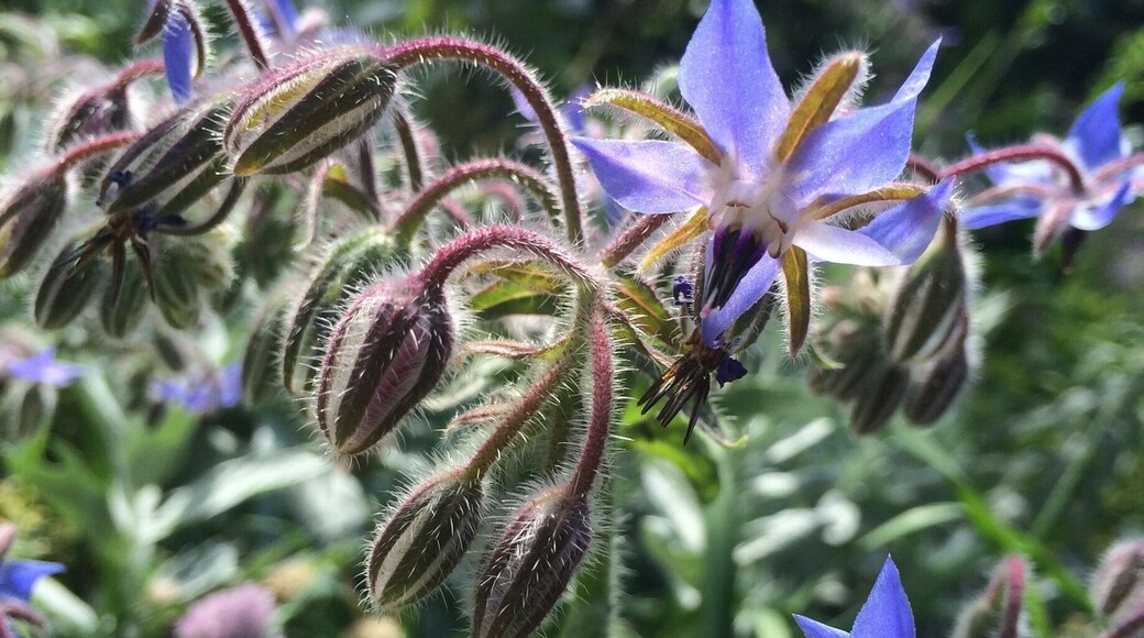 Wild and wacky flowers in the neighborhood!