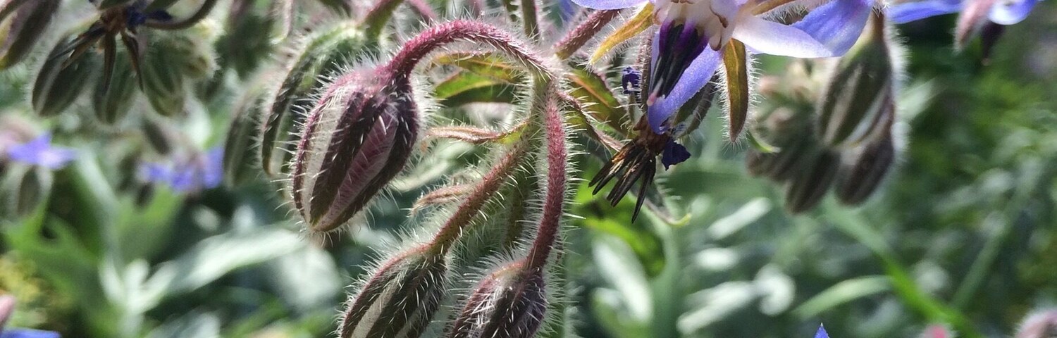 Wild and wacky flowers in the neighborhood!