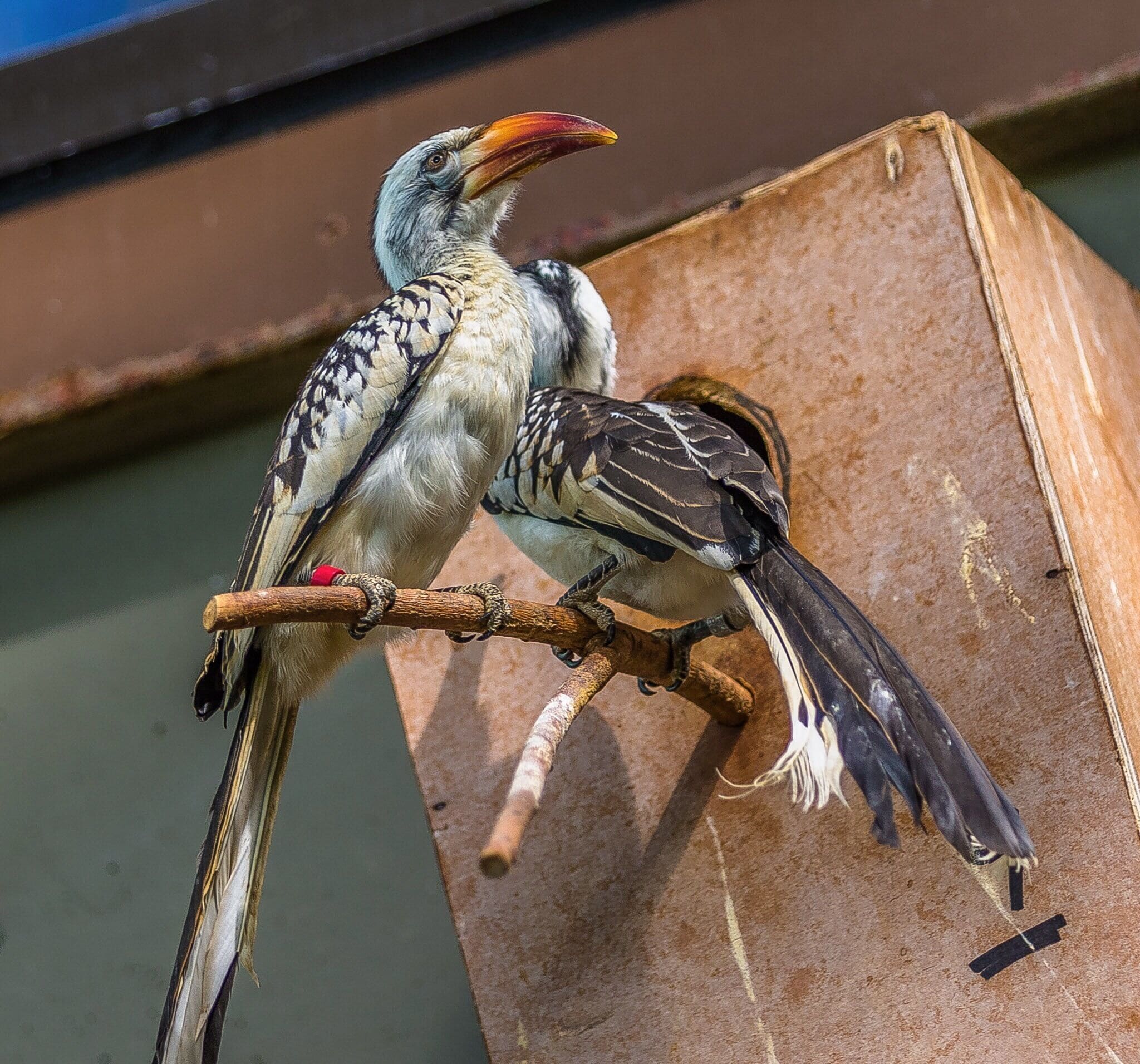 African Red-billed Hornbill

With a disposition to match its countenance.  Hoo boy!