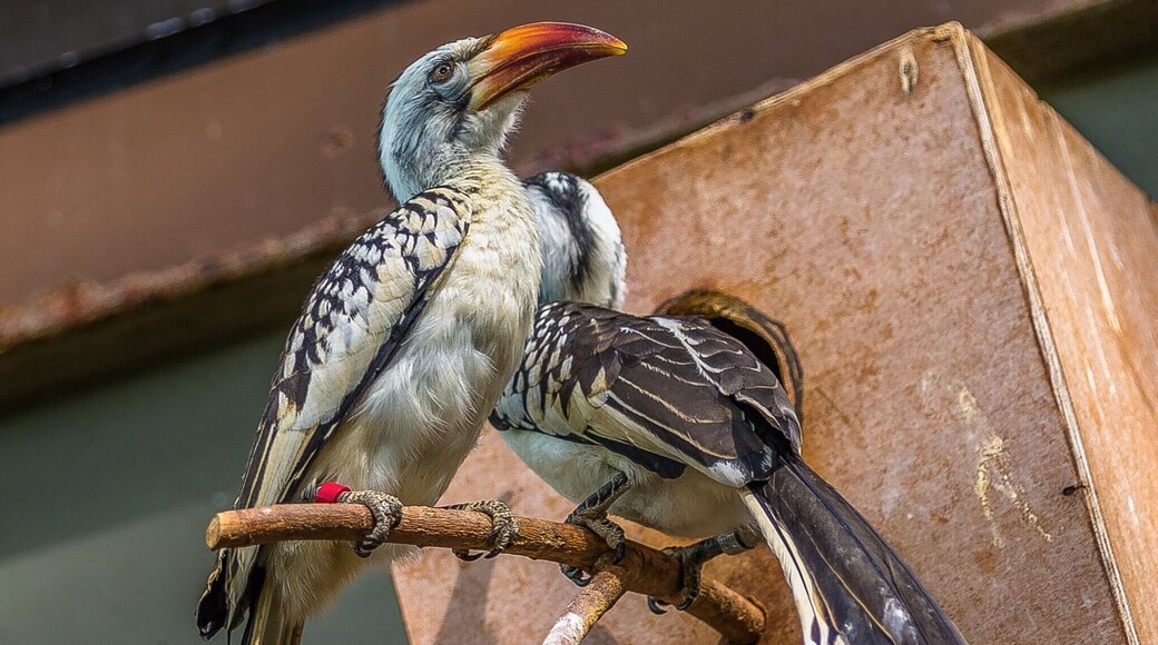 African Red-billed Hornbill
With a disposition to match its countenance. Hoo boy!
