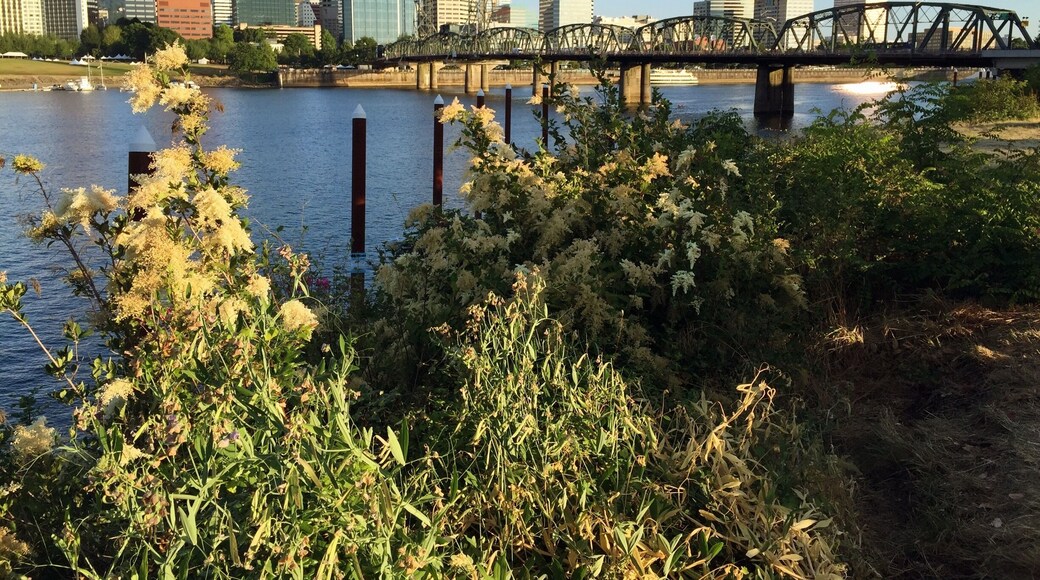 The Eastbank Esplanade is the perfect place to walk, jog, or cycle if you're visiting Portland, Oregon. Take in the impressive views of the city and the Willamette River from the numerous viewpoints. I really enjoyed reading the many signs along the way that share the history of Portland with passersby.