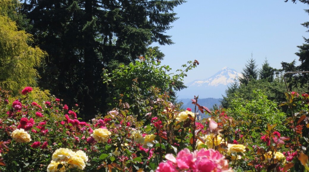 Beautiful rose garden with mountain peeking through