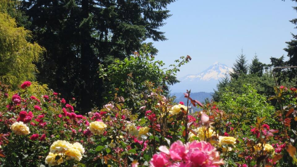 A garden with pink and yellow flowers, green trees, and a mountain in the background.