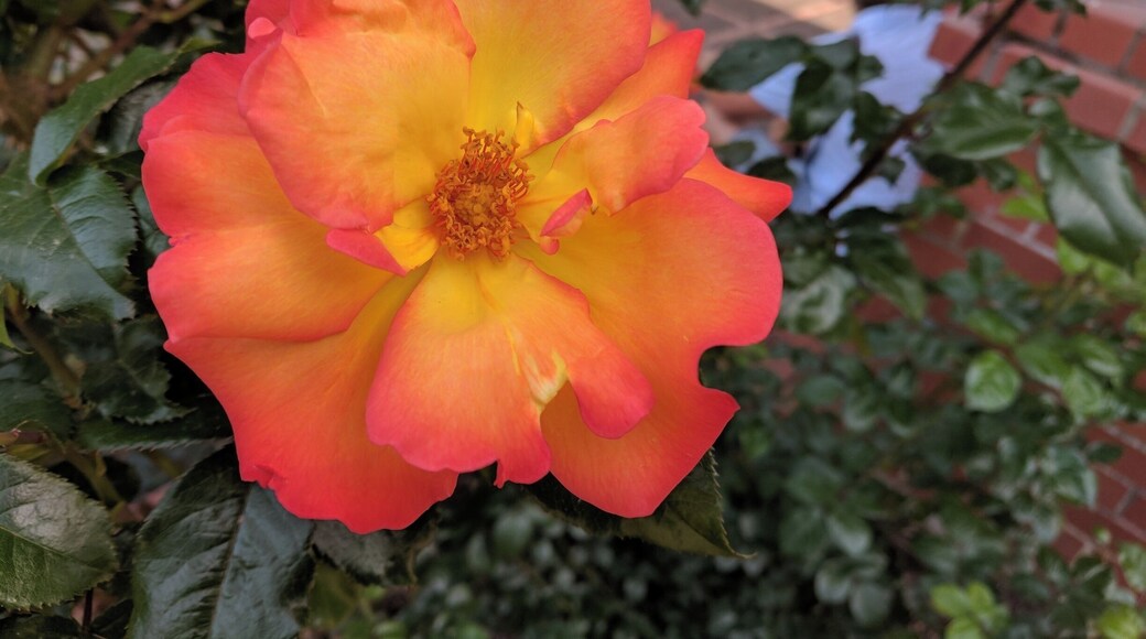 Beautiful rose at the rose garden