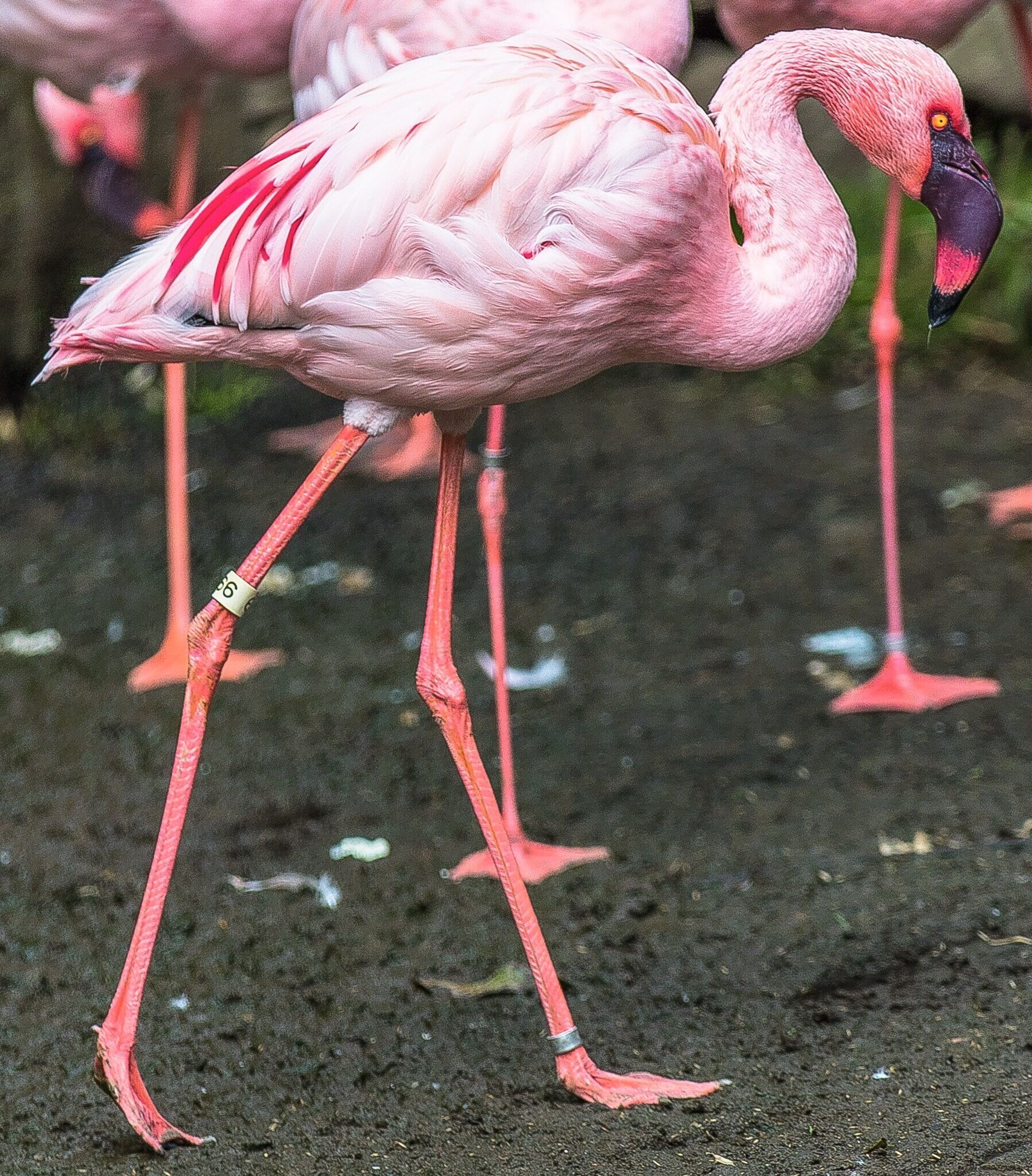 Lesser Flamingo.

I don't know what's so "lesser" about them, these things are monstrous.  And hard to take one's eyes off.

They live in an open-air aviary with about twelve other species.

I ran out of memory-card space for the first time ever on this trip (one 128G SD card and a 64G Flash card).  I blame the aviary, folks.  

Put me in a place with colorful, flying birds, and I might never move from that spot again.