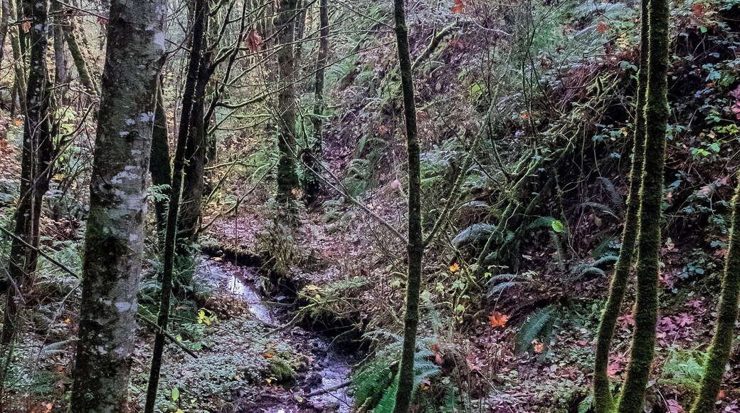 The Wiregate Trail. I don't know where the name for this trail comes from. I did not see wire or a gate anywhere along its rather short half-mile span. But it had this little creek, so I stopped to grab a few images.