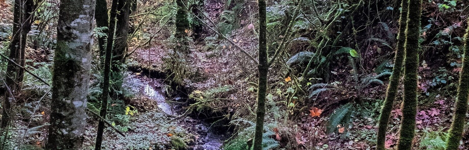 The Wiregate Trail. I don't know where the name for this trail comes from. I did not see wire or a gate anywhere along its rather short half-mile span. But it had this little creek, so I stopped to grab a few images.