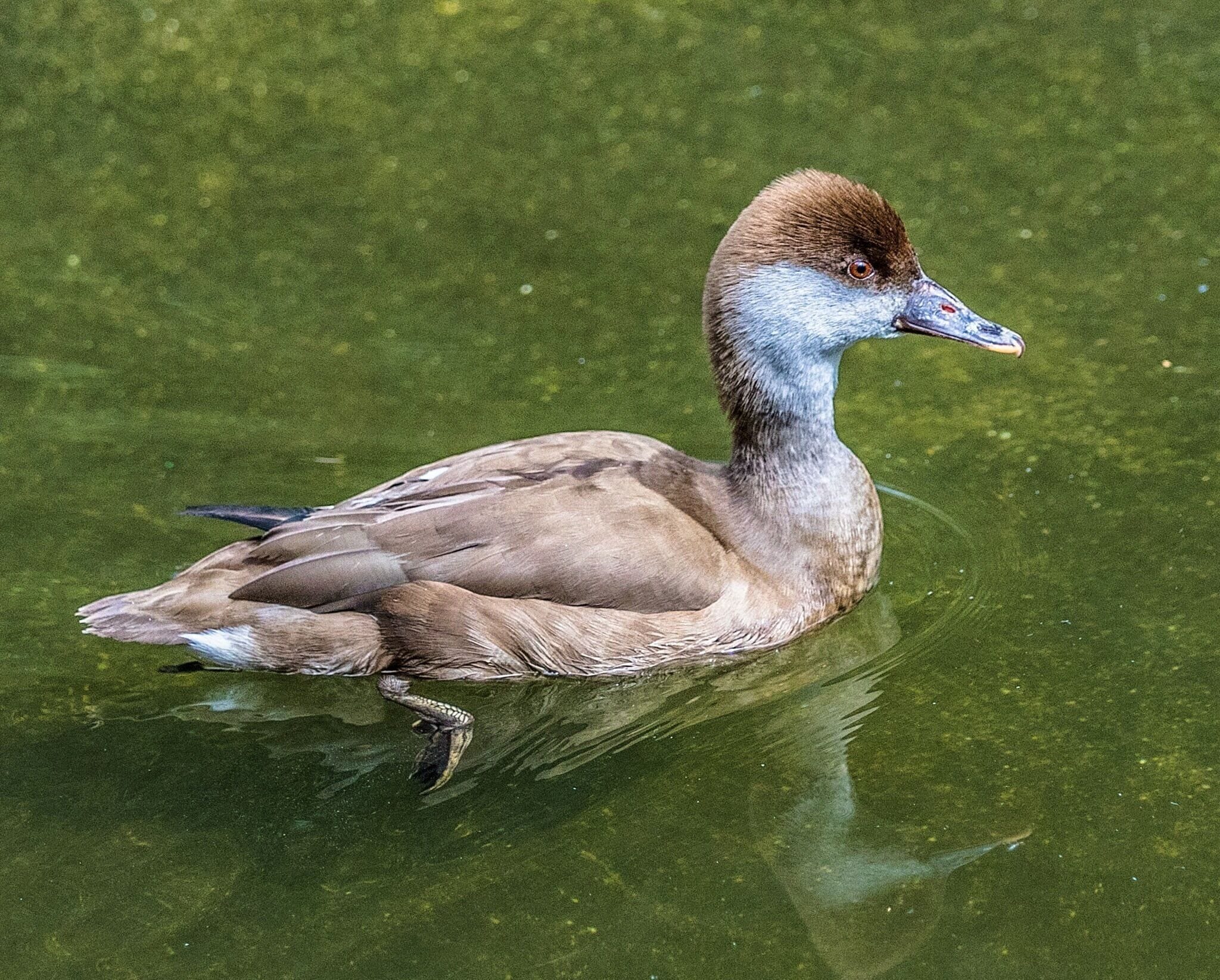 This species goes unidentified on the zoo's web site. It lives in the African rainforest aviary.