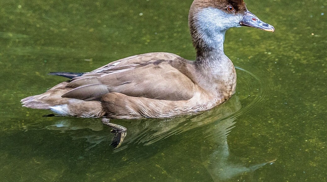 This species goes unidentified on the zoo's web site. It lives in the African rainforest aviary.