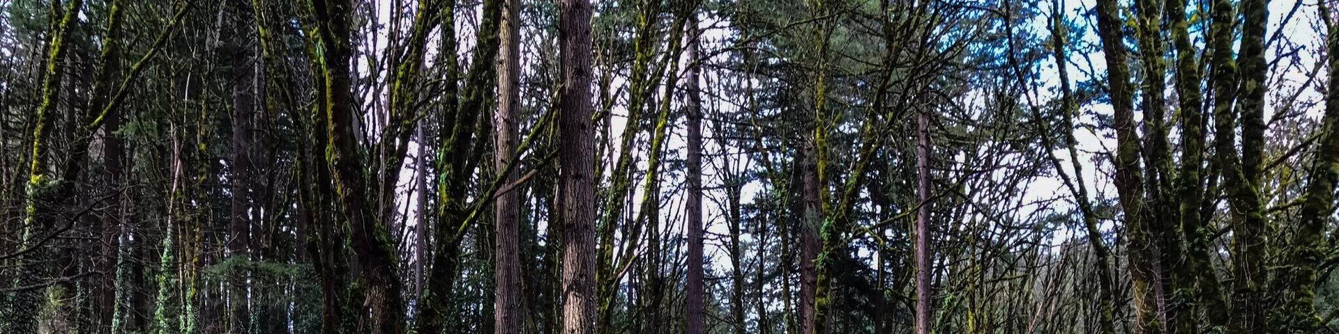 A forested path with tall trees and dense undergrowth.