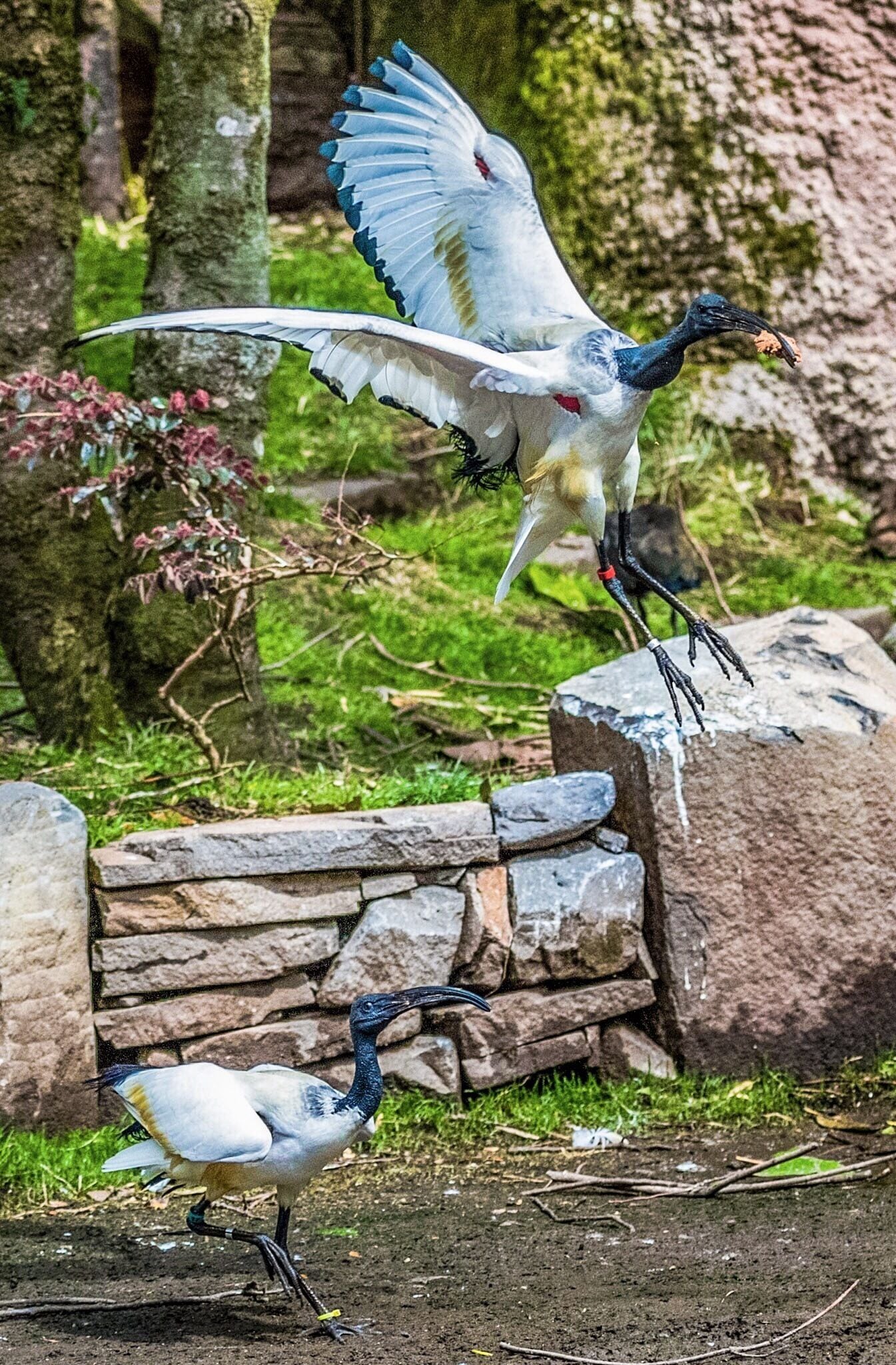 A pair of Sacred Ibis battling over a scrap of meat.  Actually the battle is over, and the one flying away has claimed the spoils.