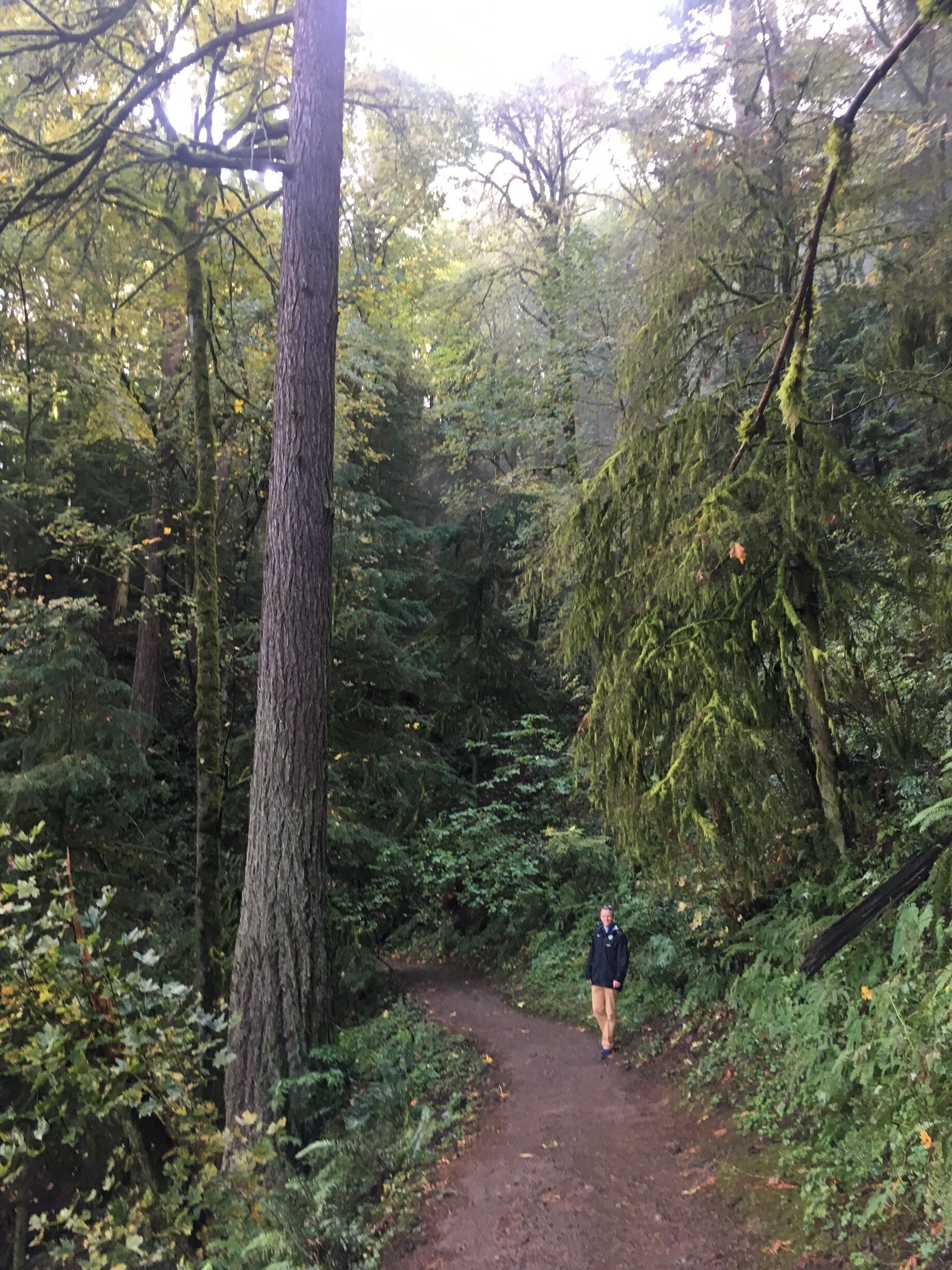 We’re all ants compared to this tree