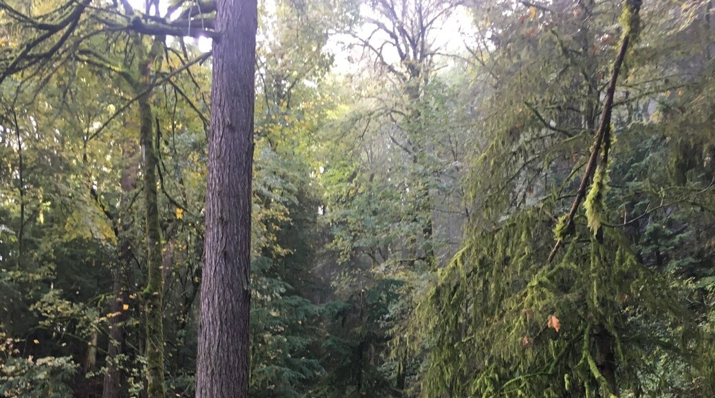 We’re all ants compared to this tree