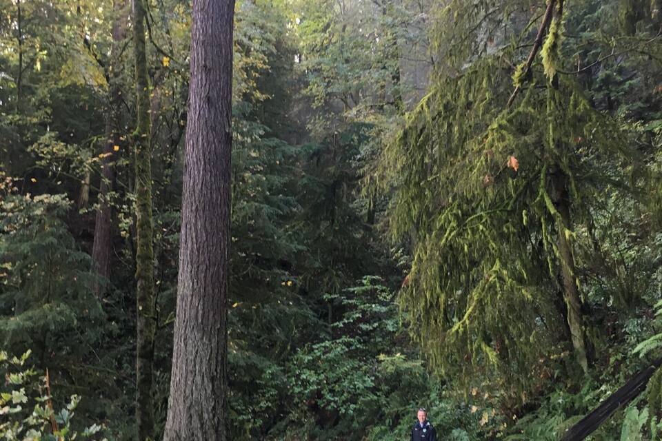 Een pad door een dicht bos, met bomen en een persoon die loopt.