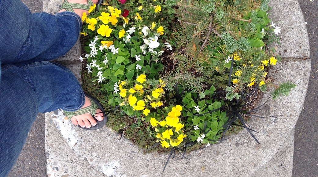 World's smallest park! Sometimes, supposedly, little farm animals and even leprechauns take up residence. It was deserted for our visit.