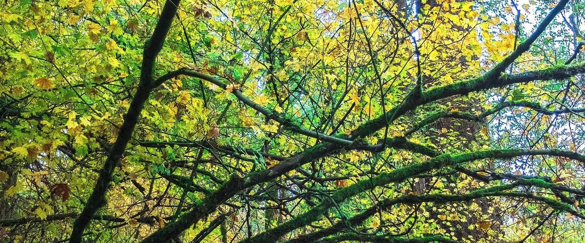 Forest park is a 5,100-acre municipal park sitting square in the middle (well, a bit to the left of the middle) of the city of Portland, Oregon. But to call it a municipal park, is like calling the Eiffel Tower an I-beam. The park is essentially a people-friendly urban forest, complete with all the flora and fauna you might expect to find there. There are seventy miles of walking trails, one of them -- the Wildwood Trail is 29 miles long from one end to the other. The park itself is about 8 miles to a side, so there are places at its heart that make you forget you are anywhere near a municipal area.
This shot was taken at about mile 17 of the Wildwood Trail. The blue diamond on the tree in the background is a quarter-mile marker.
As an aside, anyone who watches the popular television series, "Grimm," has undoubtedly heard the name Forest Park in connection with cases throughout the life of the series.