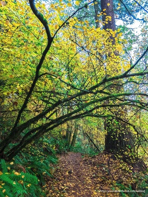 Forest park is a 5,100-acre municipal park sitting square in the middle (well, a bit to the left of the middle) of the city of Portland, Oregon. But to call it a municipal park, is like calling the Eiffel Tower an I-beam. The park is essentially a people-friendly urban forest, complete with all the flora and fauna you might expect to find there. There are seventy miles of walking trails, one of them -- the Wildwood Trail is 29 miles long from one end to the other. The park itself is about 8 miles to a side, so there are places at its heart that make you forget you are anywhere near a municipal area.
This shot was taken at about mile 17 of the Wildwood Trail. The blue diamond on the tree in the background is a quarter-mile marker.
As an aside, anyone who watches the popular television series, "Grimm," has undoubtedly heard the name Forest Park in connection with cases throughout the life of the series.