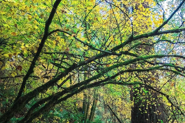 A forest path with yellow and green foliage, ferns, and a dirt trail.