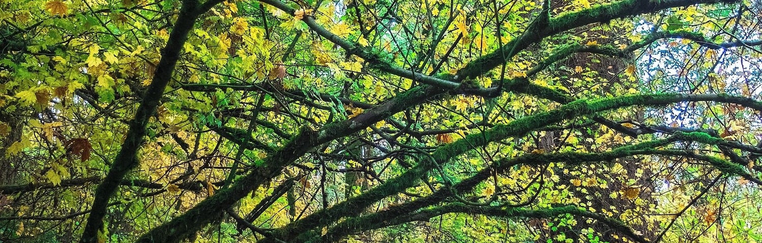 Forest park is a 5,100-acre municipal park sitting square in the middle (well, a bit to the left of the middle) of the city of Portland, Oregon. But to call it a municipal park, is like calling the Eiffel Tower an I-beam. The park is essentially a people-friendly urban forest, complete with all the flora and fauna you might expect to find there. There are seventy miles of walking trails, one of them -- the Wildwood Trail is 29 miles long from one end to the other. The park itself is about 8 miles to a side, so there are places at its heart that make you forget you are anywhere near a municipal area.
This shot was taken at about mile 17 of the Wildwood Trail. The blue diamond on the tree in the background is a quarter-mile marker.
As an aside, anyone who watches the popular television series, "Grimm," has undoubtedly heard the name Forest Park in connection with cases throughout the life of the series.