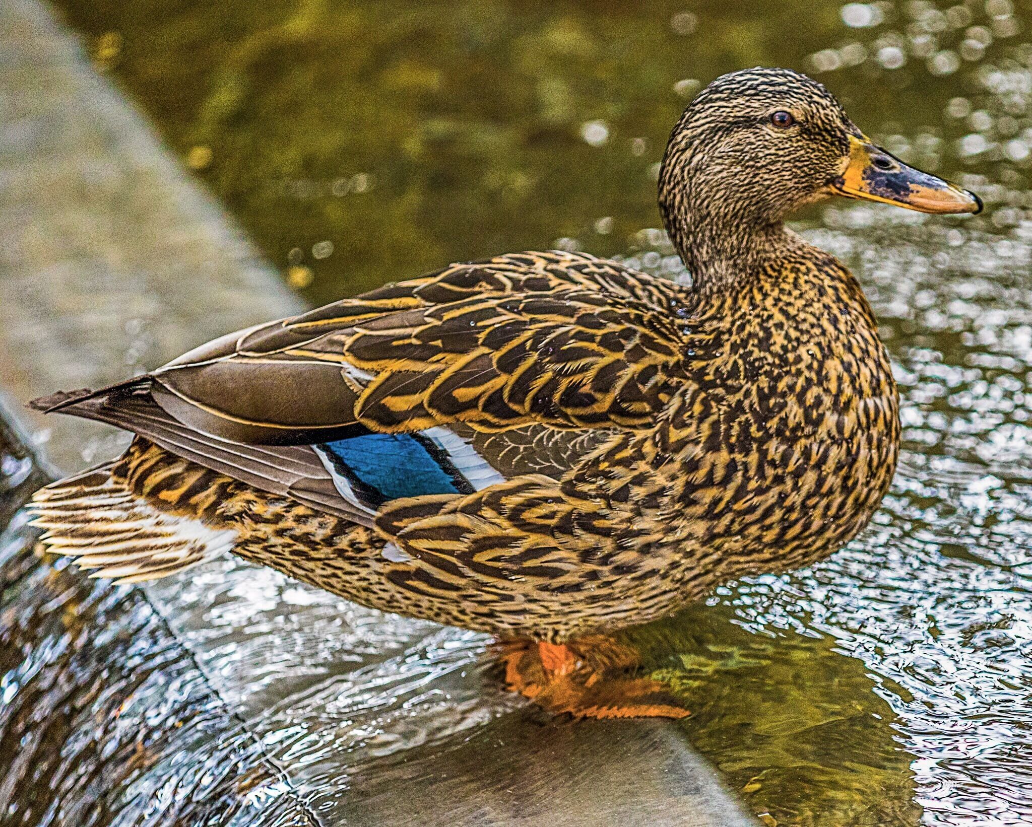 I'll post other photos from the zoo from time to time, but, for now, I'll leave you with this story.

While heading for the exit after a long day of walking, and looking, and taking pictures, I was drawn to something out of the corner of my eye. A female mallard was calmly sitting in the waters of a rushing fountain, the kind of thing wild fowl generally tend to do.  Standing by the fountain was a boy, and sitting a few feet away, his mother.

The boy was doing everything in his power to bother the duck. -- splashing it, yelling at it, jumping up and down. His mother sat by, watching mutely.  On the pretext of setting up to take photographs, I walked over and began to focus.  In as polite a voice as I could manage, I told the boy that it was probably best to stop bothering the duck, that it wasn't a particularly nice thing to do, and, after a pause, I asked him, with a pointed glance, how much would he like it if someone did that to him.

Emerging from her seemingly somnambulistic state, the mother urged the boy away, and the two left quickly together.

It is not always easy to tell the difference between the animals and the noble souls in a place like this, or perhaps anywhere, for that matter. Wild animals behave the way they do because they have to. To see a crane dancing alone in a field, completely in thrall to its instincts, without even a partner to make sense of the thing, is to understand just how little choice it has over what it does.

But we do have a choice.  We are the creatures who invented choosing.  That we have chosen to set aside places to preserve and protect some of the rarest animals on earth is a testament to our most noble faculties, and to our ability to choose well when the right choice presents itself.

I hope we can continue to choose well, that our less noble faculties don't get the better of us, and compel us to make choices that those judging our actions on some future date consider only with confusion and despair.

Perhaps it was a little less than noble of me to school a small boy in the humane treatment of animals, but judging from the context, that lesson might never have come.  Chances are it went into one ear and right out the other.

But if he had grown up without ever hearing those words, he might never have had the chance to learn the lesson they attempted to instill. Moreover, and more sadly, he might never have cared.

As I dismantle my soapbox and walk away for the evening, I will leave you with a modest bit of preaching: to my mind there is really only one choice when it comes to that lesson.

We all need to learn it. We all need to care.