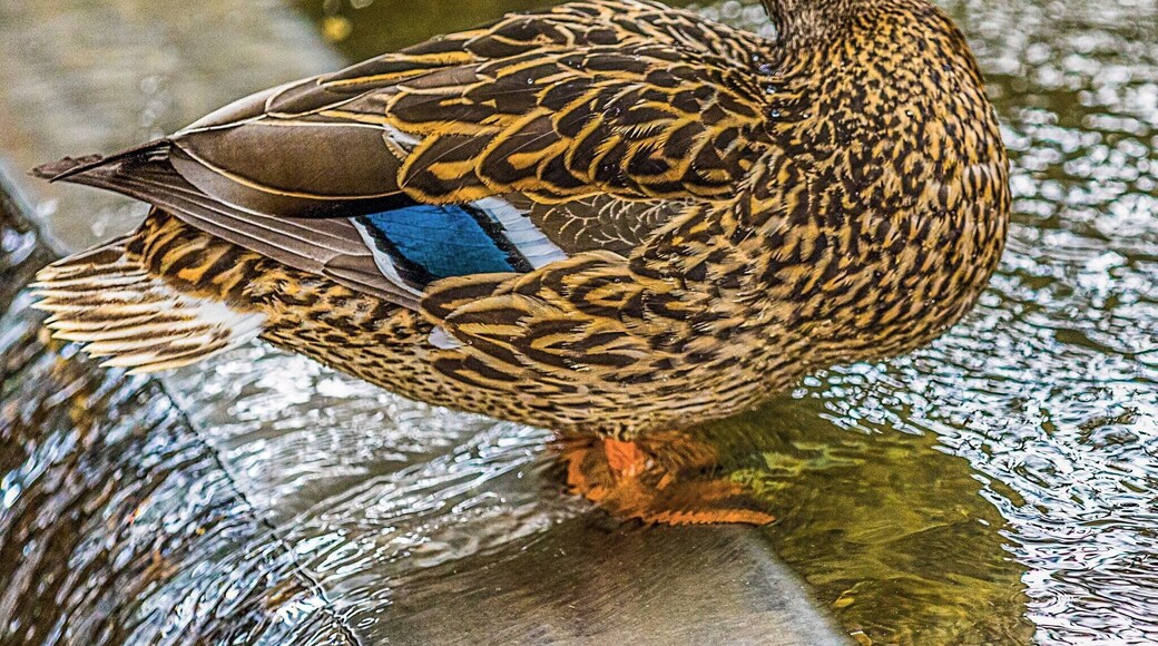 I'll post other photos from the zoo from time to time, but, for now, I'll leave you with this story.
While heading for the exit after a long day of walking, and looking, and taking pictures, I was drawn to something out of the corner of my eye. A female mallard was calmly sitting in the waters of a rushing fountain, the kind of thing wild fowl generally tend to do. Standing by the fountain was a boy, and sitting a few feet away, his mother.
The boy was doing everything in his power to bother the duck. -- splashing it, yelling at it, jumping up and down. His mother sat by, watching mutely. On the pretext of setting up to take photographs, I walked over and began to focus. In as polite a voice as I could manage, I told the boy that it was probably best to stop bothering the duck, that it wasn't a particularly nice thing to do, and, after a pause, I asked him, with a pointed glance, how much would he like it if someone did that to him.
Emerging from her seemingly somnambulistic state, the mother urged the boy away, and the two left quickly together.
It is not always easy to tell the difference between the animals and the noble souls in a place like this, or perhaps anywhere, for that matter. Wild animals behave the way they do because they have to. To see a crane dancing alone in a field, completely in thrall to its instincts, without even a partner to make sense of the thing, is to understand just how little choice it has over what it does.
But we do have a choice. We are the creatures who invented choosing. That we have chosen to set aside places to preserve and protect some of the rarest animals on earth is a testament to our most noble faculties, and to our ability to choose well when the right choice presents itself.
I hope we can continue to choose well, that our less noble faculties don't get the better of us, and compel us to make choices that those judging our actions on some future date consider only with confusion and despair.
Perhaps it was a little less than noble of me to school a small boy in the humane treatment of animals, but judging from the context, that lesson might never have come. Chances are it went into one ear and right out the other.
But if he had grown up without ever hearing those words, he might never have had the chance to learn the lesson they attempted to instill. Moreover, and more sadly, he might never have cared.
As I dismantle my soapbox and walk away for the evening, I will leave you with a modest bit of preaching: to my mind there is really only one choice when it comes to that lesson.
We all need to learn it. We all need to care.