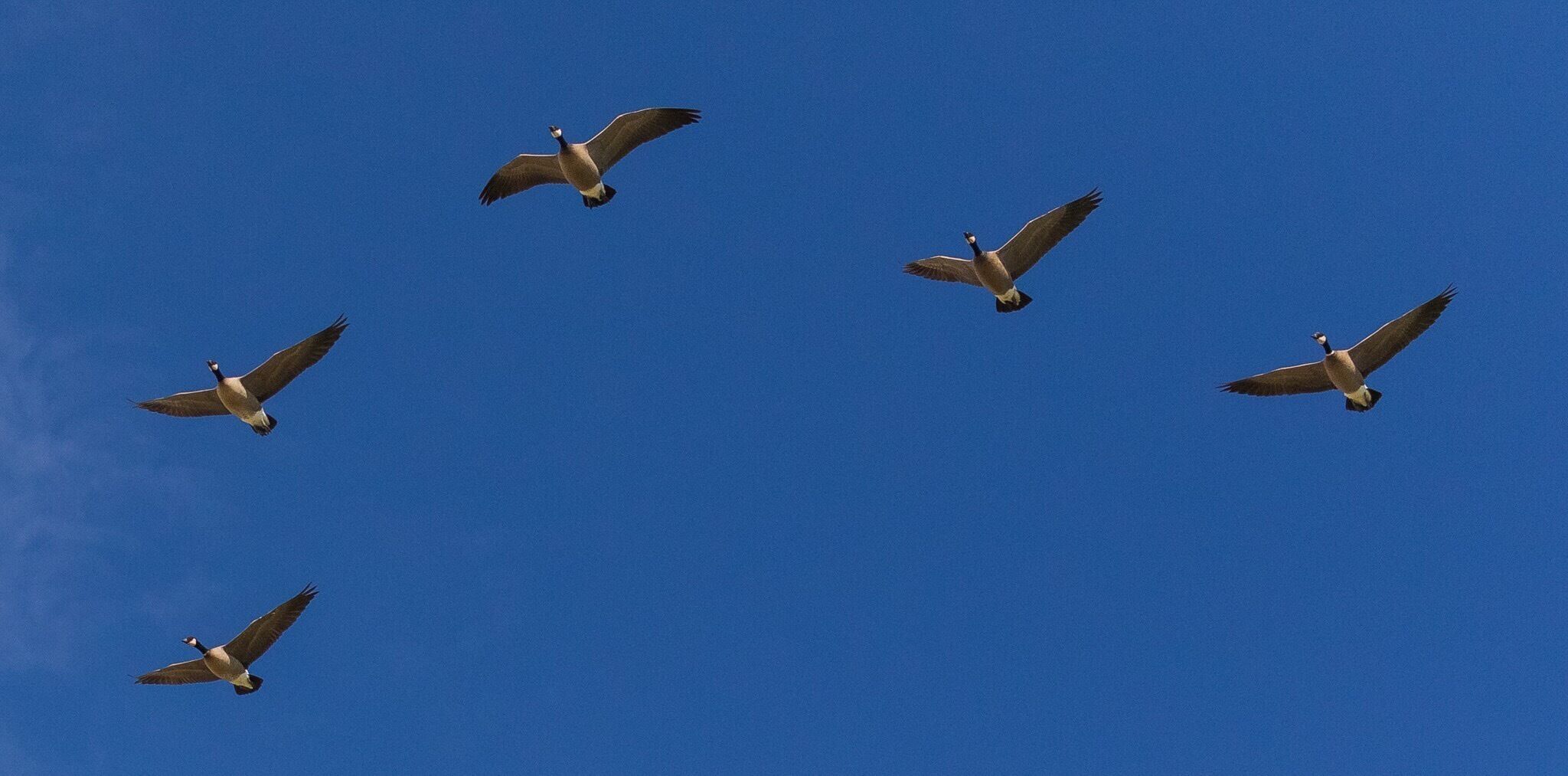 Khu bảo tồn động vật hoang dã đảo Sauvie