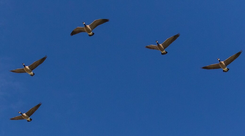 Sauvie Island Wildlife Area