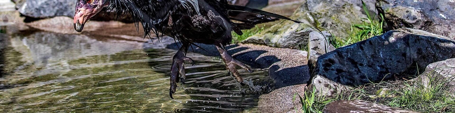 The California Condor was a common sight along the Columbia River in Lewis and Clark's day. By the early 1980's, there were only twenty-two left on the face of the planet, all in California.
Today, thanks to a massive effort to re-populate the species via in-captivity pairing, there are some two-hundred members. But their recovery is far from assured.
The Oregon Zoo has undertaken its own recovery effort whose ultimate goal is the re-introduction of the species into the protected wilderness area around the Columbia River Gorge. In short, to bring them home.
For now, they live out their days in a vast, outdoor aviary designed specifically to mimic their habitat in the wild.
If you have never seen one up close before, I urge you to come take a look. They are larger than any flying bird you will ever see, unless you go to Peru. And though black and white practically from head to toe, their plumage shines and reflects the light like dark, polished metal.
If that doesn't suit your fancy, I will tell you that, as with all big birds, if you wait around long enough, they will do something so awe-inspiring that it will take your breath away, and something so goofy that you will laugh out loud.
Either way, you won't be bored for a second.
http://www.oregonzoo.org/discover/new-zoo/condors-columbia