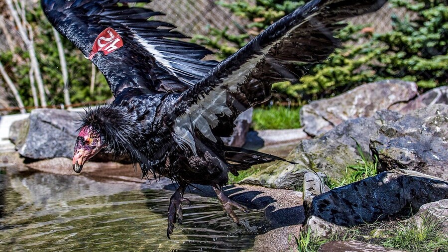 The California Condor was a common sight along the Columbia River in Lewis and Clark's day. By the early 1980's, there were only twenty-two left on the face of the planet, all in California.
Today, thanks to a massive effort to re-populate the species via in-captivity pairing, there are some two-hundred members. But their recovery is far from assured.
The Oregon Zoo has undertaken its own recovery effort whose ultimate goal is the re-introduction of the species into the protected wilderness area around the Columbia River Gorge. In short, to bring them home.
For now, they live out their days in a vast, outdoor aviary designed specifically to mimic their habitat in the wild.
If you have never seen one up close before, I urge you to come take a look. They are larger than any flying bird you will ever see, unless you go to Peru. And though black and white practically from head to toe, their plumage shines and reflects the light like dark, polished metal.
If that doesn't suit your fancy, I will tell you that, as with all big birds, if you wait around long enough, they will do something so awe-inspiring that it will take your breath away, and something so goofy that you will laugh out loud.
Either way, you won't be bored for a second.
http://www.oregonzoo.org/discover/new-zoo/condors-columbia