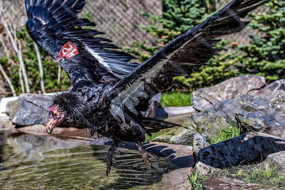 A bird with black and white feathers standing in water near rocks.