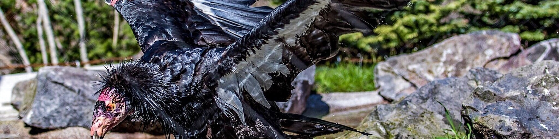 The California Condor was a common sight along the Columbia River in Lewis and Clark's day. By the early 1980's, there were only twenty-two left on the face of the planet, all in California.
Today, thanks to a massive effort to re-populate the species via in-captivity pairing, there are some two-hundred members. But their recovery is far from assured.
The Oregon Zoo has undertaken its own recovery effort whose ultimate goal is the re-introduction of the species into the protected wilderness area around the Columbia River Gorge. In short, to bring them home.
For now, they live out their days in a vast, outdoor aviary designed specifically to mimic their habitat in the wild.
If you have never seen one up close before, I urge you to come take a look. They are larger than any flying bird you will ever see, unless you go to Peru. And though black and white practically from head to toe, their plumage shines and reflects the light like dark, polished metal.
If that doesn't suit your fancy, I will tell you that, as with all big birds, if you wait around long enough, they will do something so awe-inspiring that it will take your breath away, and something so goofy that you will laugh out loud.
Either way, you won't be bored for a second.
http://www.oregonzoo.org/discover/new-zoo/condors-columbia