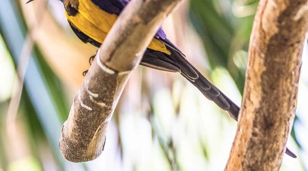Golden Breasted Starling
From the African Rainforest Aviary.