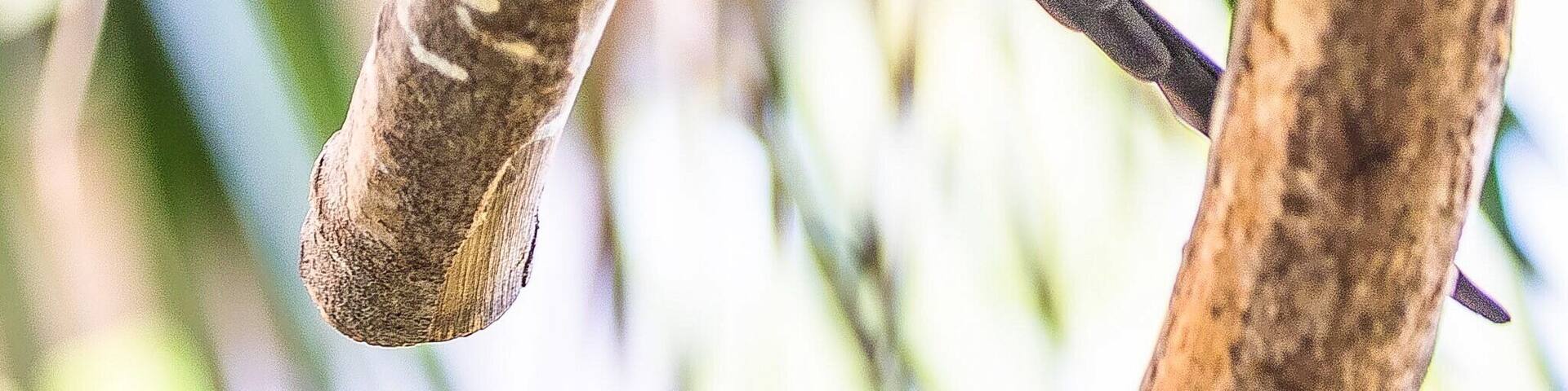 A bird perched on a branch.