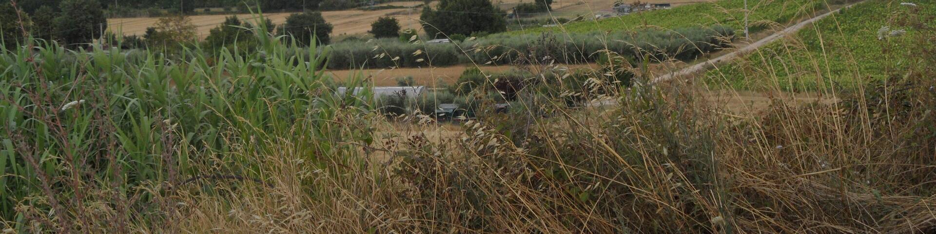 Subasio (sullo sfondo)