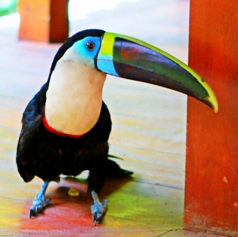This toucan was being rehabilitated by the lodge staff. He hung out around the dining hall, hopping after anyone who might have food. When he caught up he gave a peck at your leg, and though he never broke skin the peck from his bill was quite unpleasant. Regardless, it was quite entertaining - how often do you get to interact with a toucan!