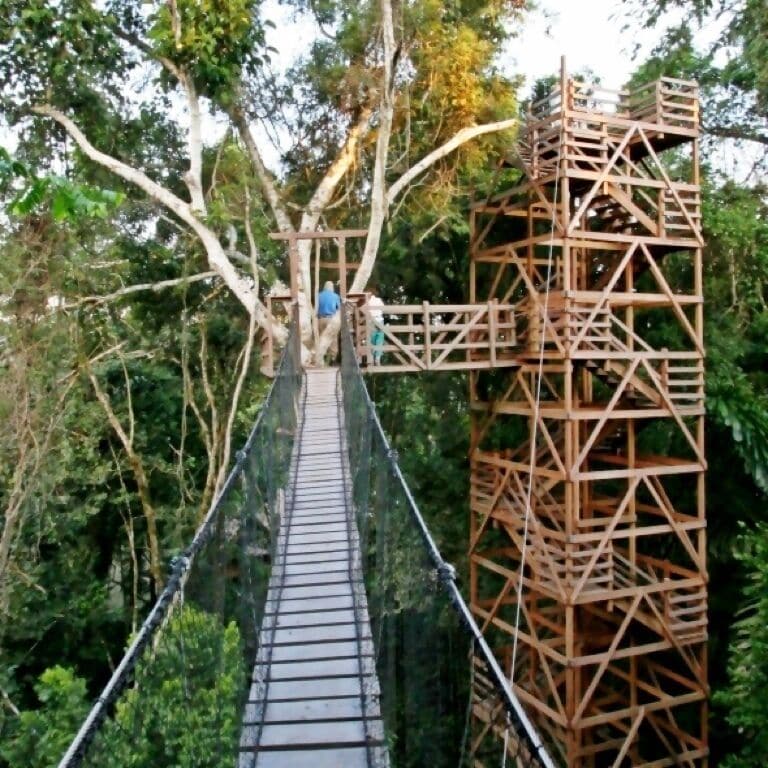 Enjoy a unique perspective from this network of towers, bridges and platforms suspended 100ft (30 m) above the forest floor. The flora and fauna are different up here, and if you're lucky you might see eye-to-eye with a toucan, woodpecker or trogon.