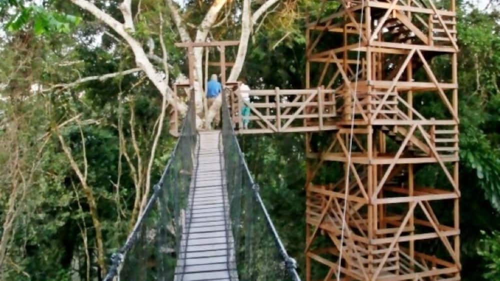 Enjoy a unique perspective from this network of towers, bridges and platforms suspended 100ft (30 m) above the forest floor. The flora and fauna are different up here, and if you're lucky you might see eye-to-eye with a toucan, woodpecker or trogon.